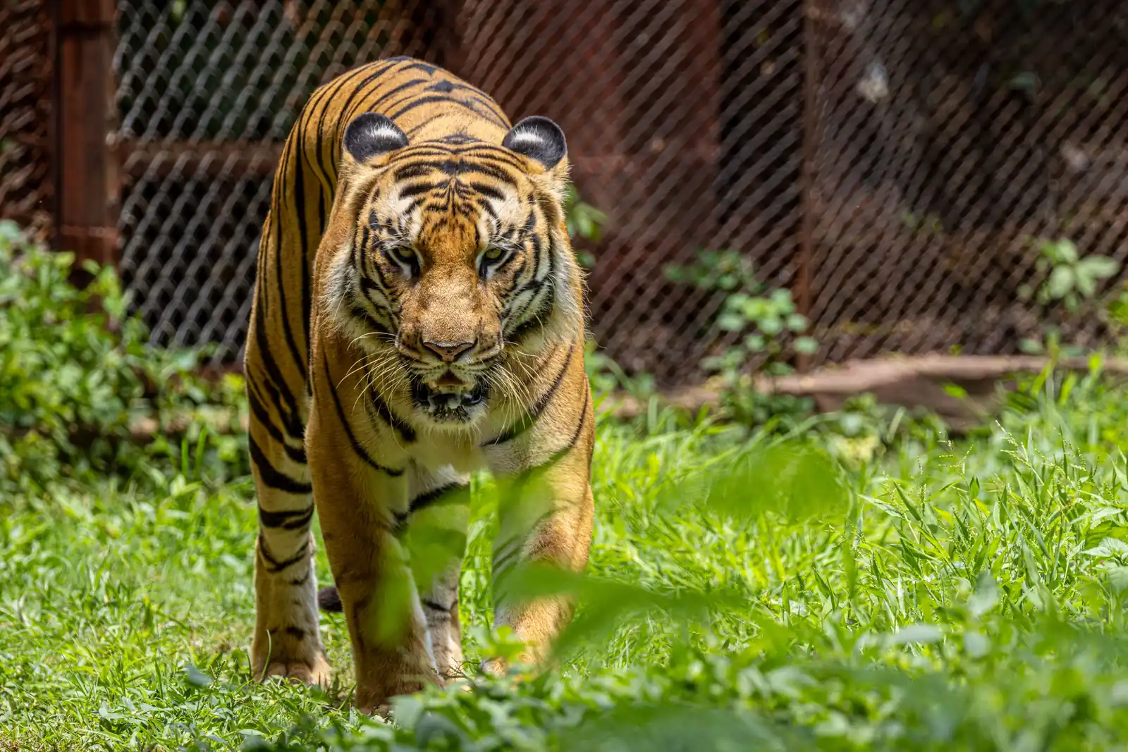 Bioparc Fuengirola
