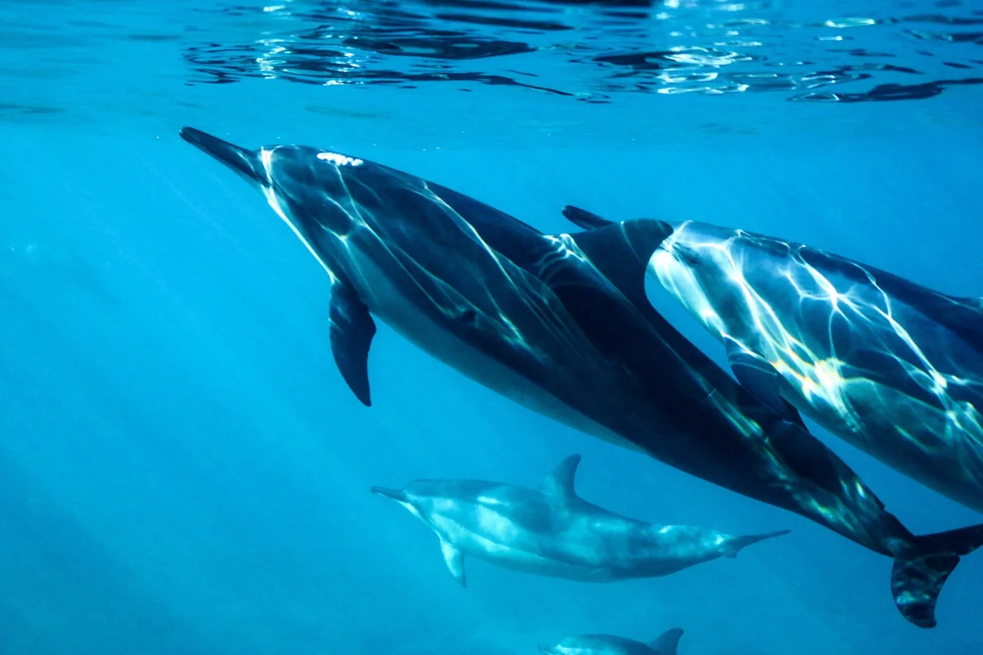 Dolphin watching excursion